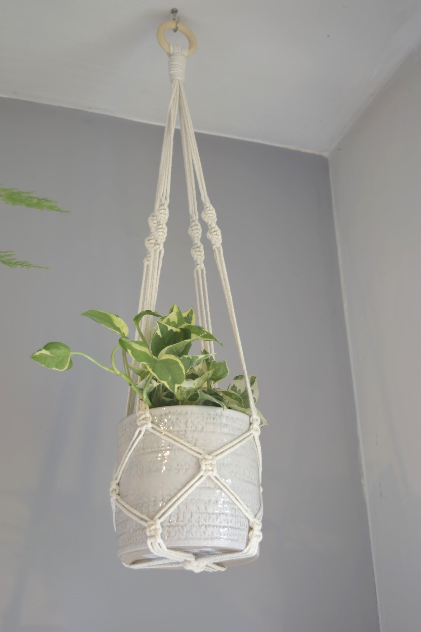 Indoor Macrame Plant Hanger with No Tassel