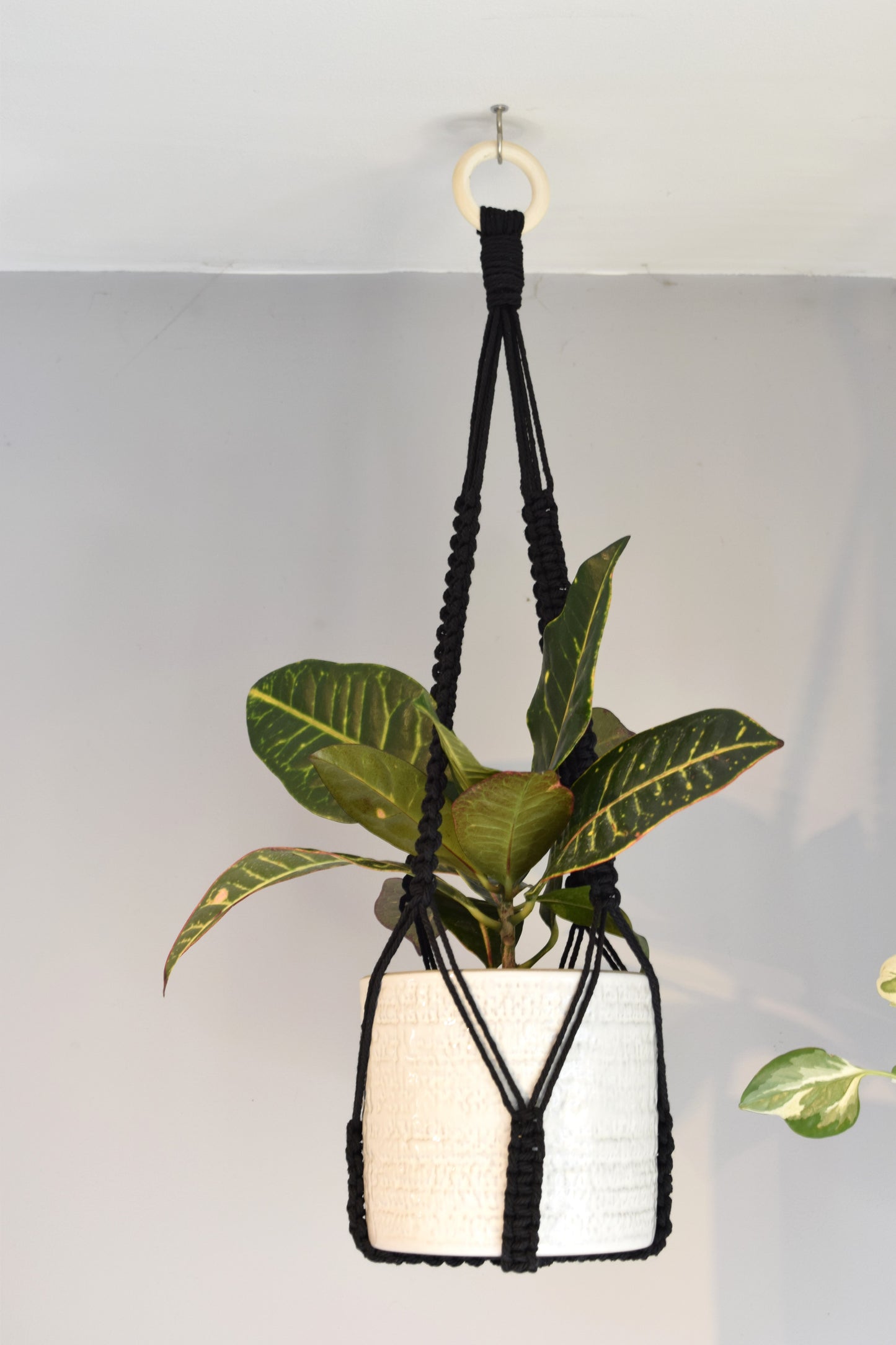 Indoor Macrame Plant Hanger with No Tassel